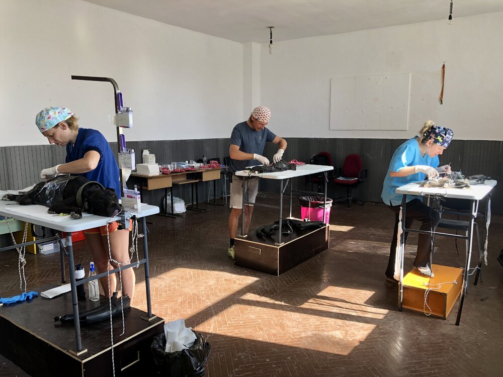 500 dieren gesteriliseerd en duizenden levens gered